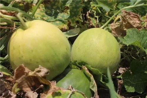 丑瓜香瓜怎么吃,解锁夏日清新美味