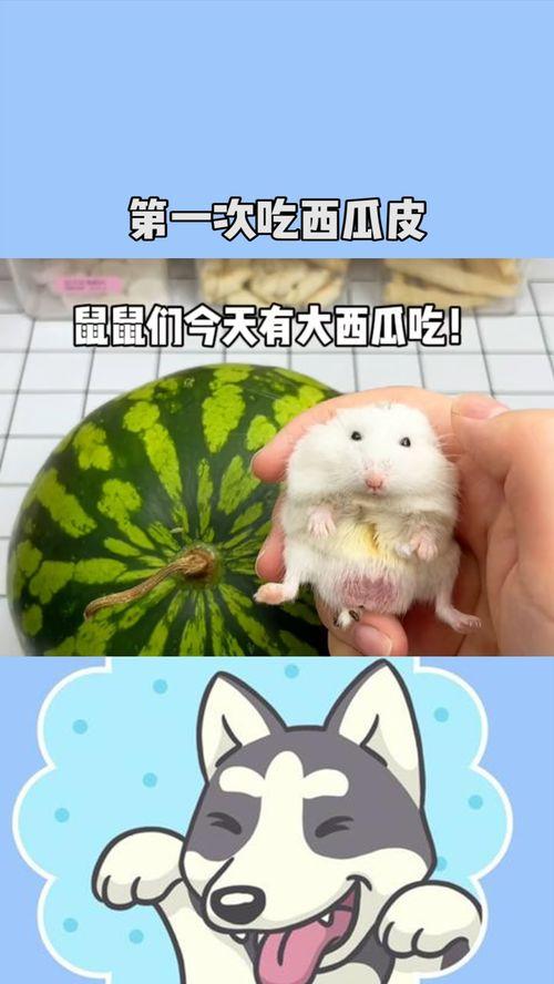 吃瓜老鼠,揭秘娱乐圈背后的秘密与真相