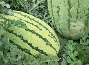 吃瓜有什么花样