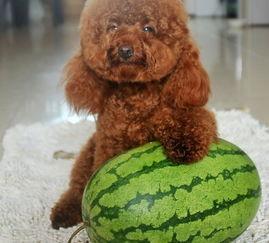 酷二狗吃瓜,揭秘娱乐圈那些不为人知的幕后故事