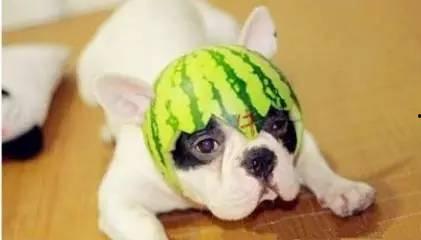 酷二狗吃瓜,揭秘娱乐圈那些不为人知的幕后故事