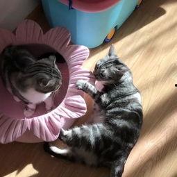 九喵在线吃瓜,九喵带你领略网络吃瓜盛宴