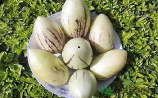 茄瓜儿童吃,营养美味,助力健康成长