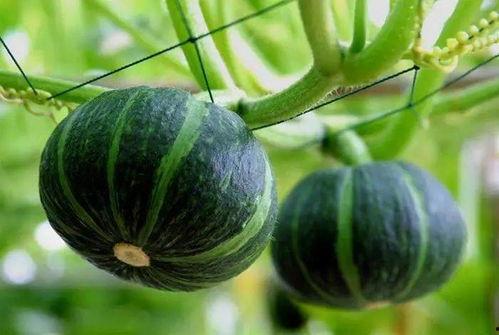 新乐最近吃瓜新闻事件