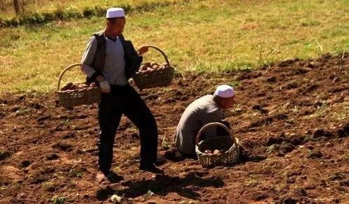 农耕文明吃瓜,瓜类作物在农耕文明中的角色与影响